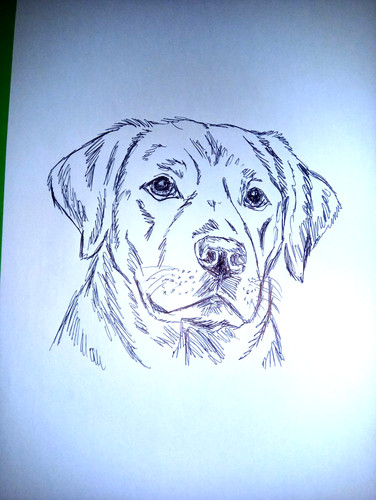 Disegno cane labrador arte - disegno,