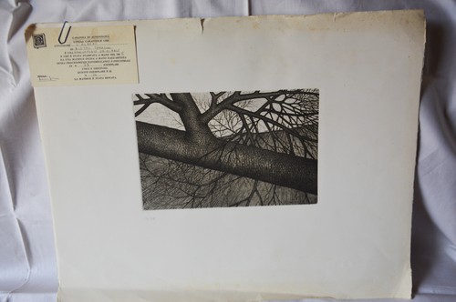 Albero pietro paolo - l'albero,